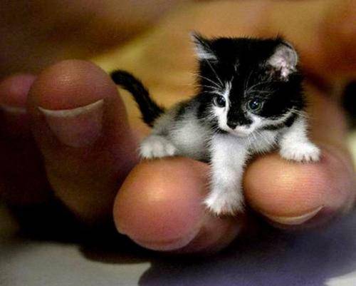 tiny-kitten.jpg