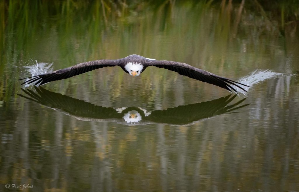 The 100 best photographs ever taken without photoshop - An eagle soaring over a lake in Canada