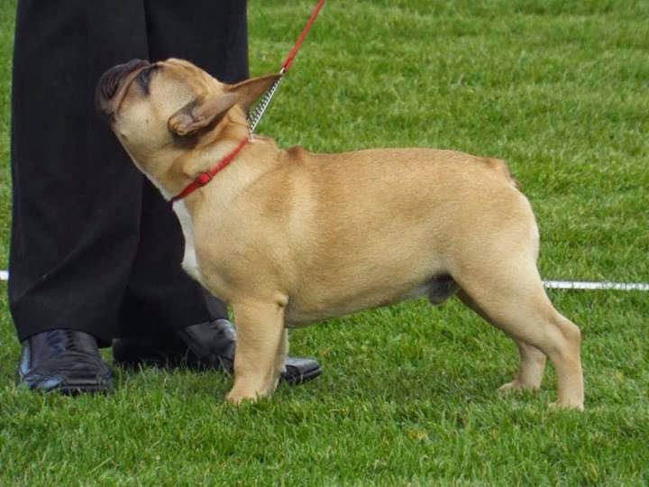 Pedigree Dogs Exposed - The Blog: French Bulldogs removed from the KC's ...