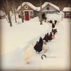 chicken chickens coop winter cold weather heat chick backyard whether coops surviving water keeping poultry diy keep inside warm litter