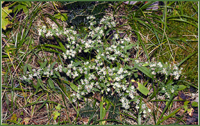 short white native aster Symphyotrichum lateriflorum calico