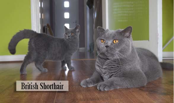 British Shorthair Cat Breed Information