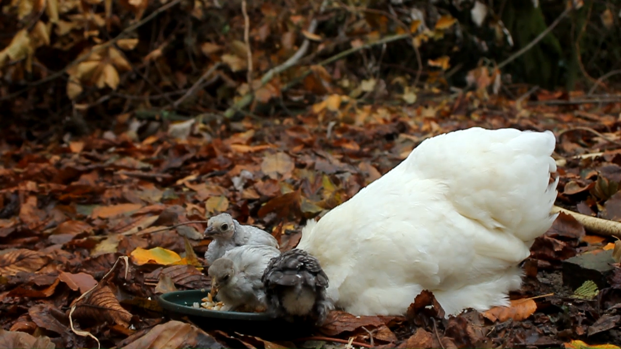 Chicks in cold weather Finding some extra warmth from a cuddly Cochin