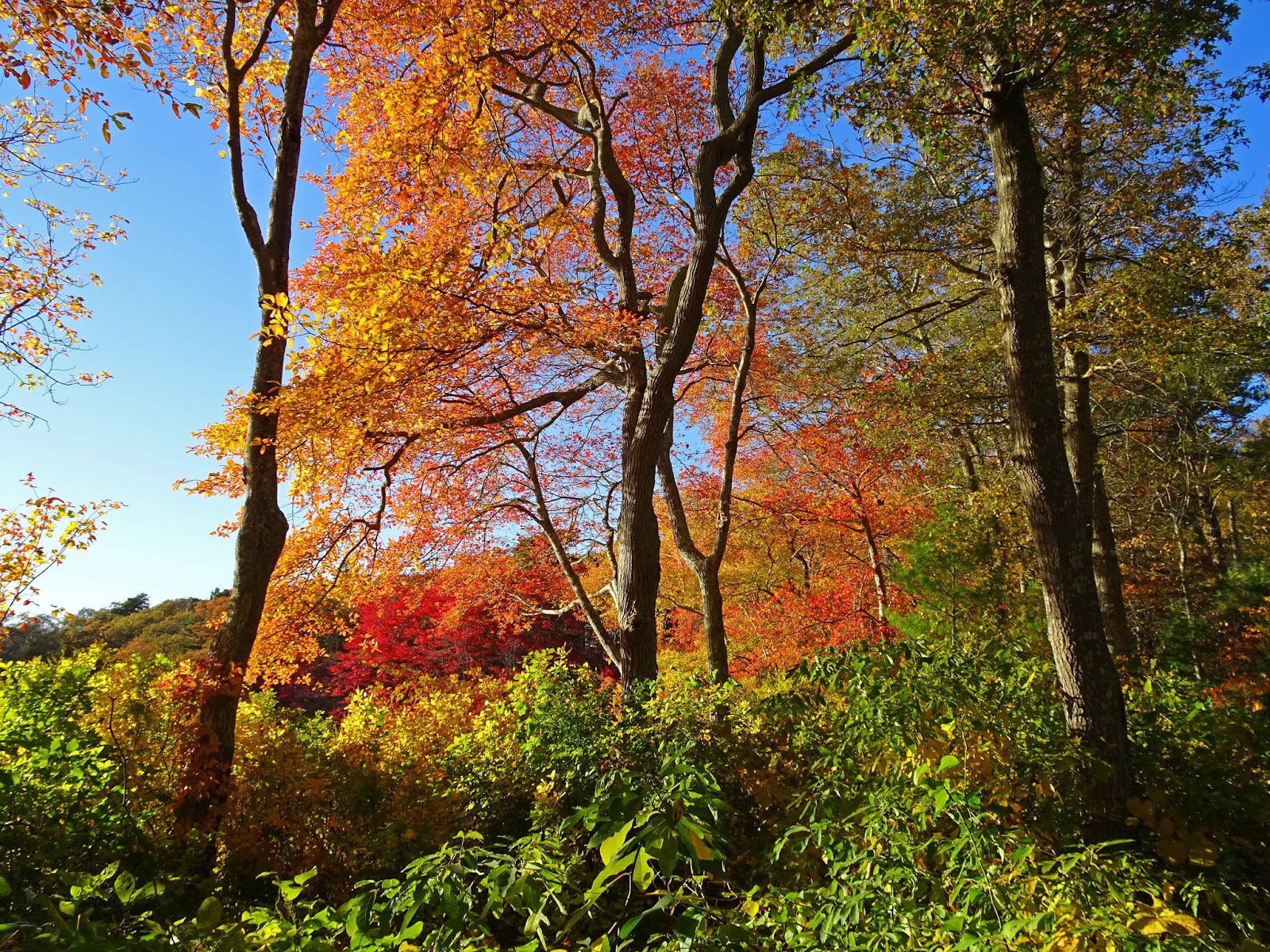 Joe's Retirement Blog Rabbit Pond, Manomet, Plymouth, Massachusetts, USA