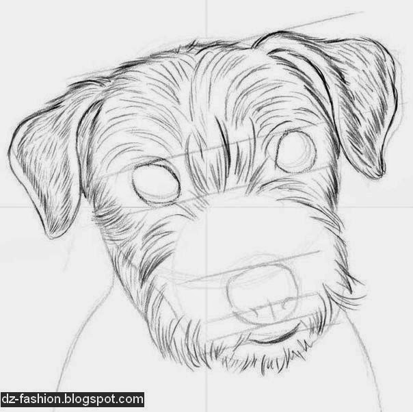 رسم كلب بقلم رصاص للمبتدئين Dz Fashion