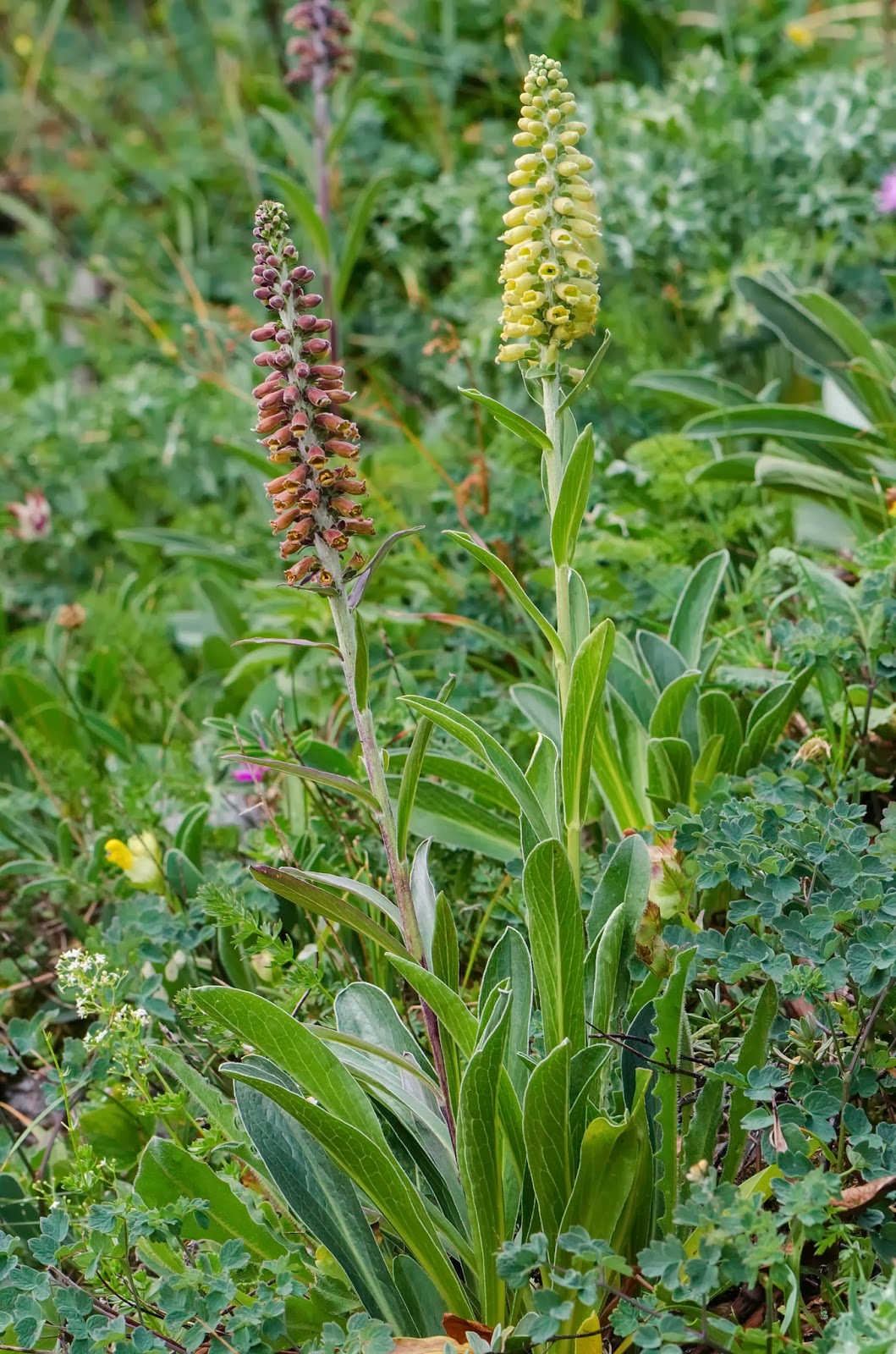 Flores y Paisajes de Asturias Digitalis parviflora