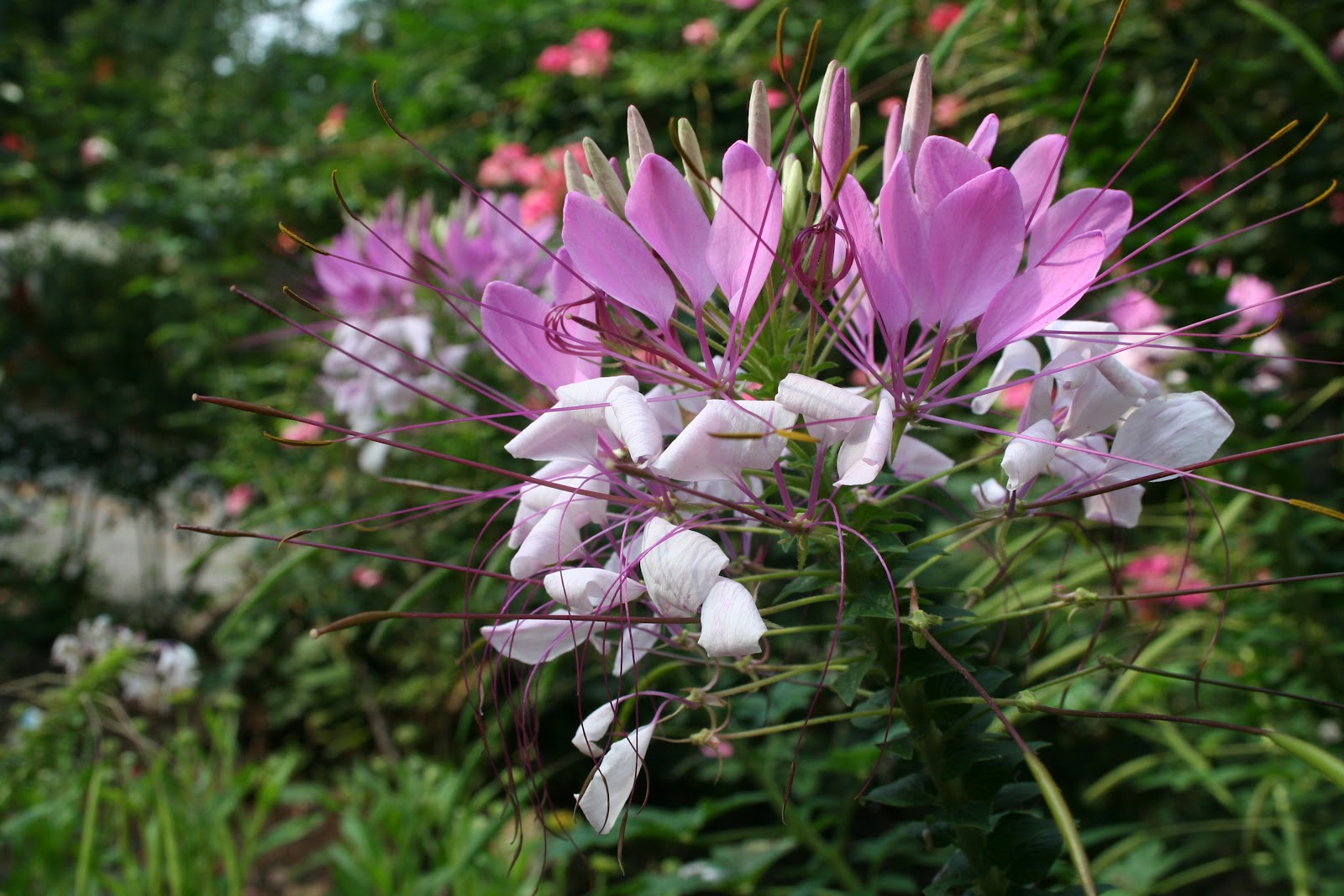 Pine Lake The Blog Late August Flowers