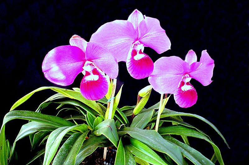Animales y Plantas de Perú PLAAN: Orquídea Phragmipedium peruvianum
