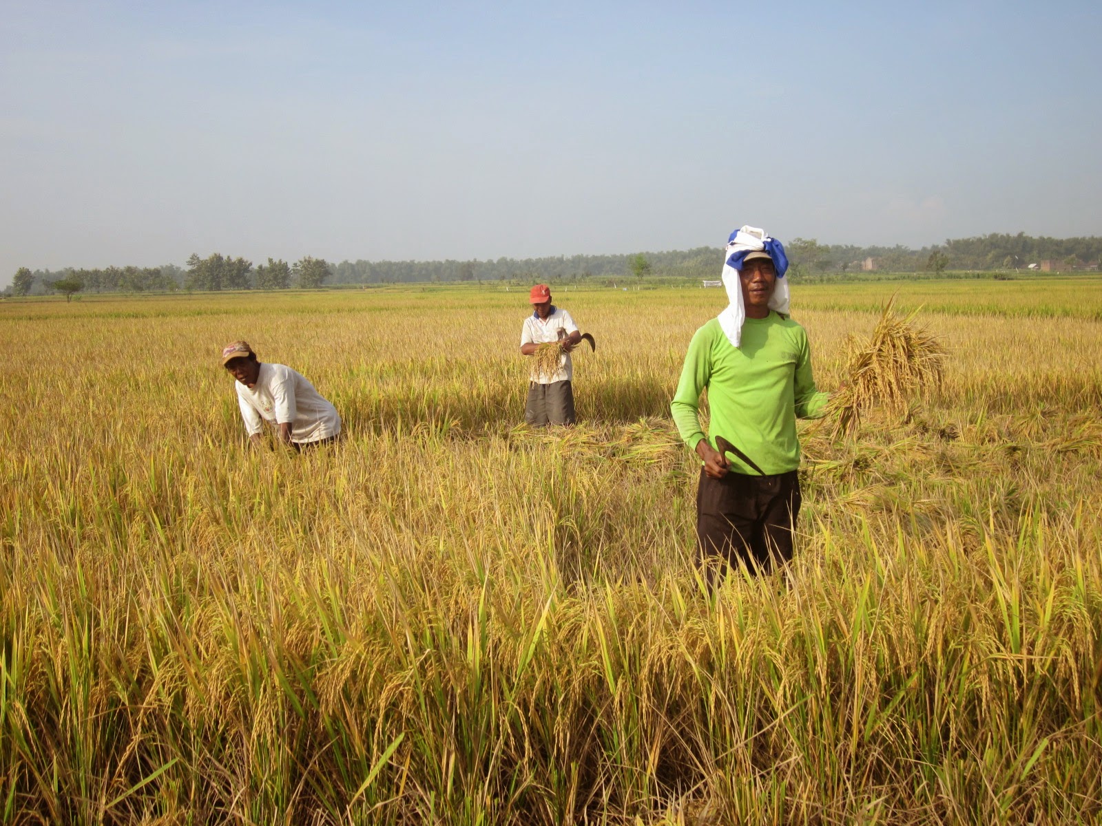 Hasil Panen Terbaik yang Menjadi Andalan Desa Sikabau