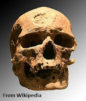 Cro-Magnon Skull