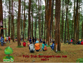 Pegunungan Hutan pinus nongko ijo