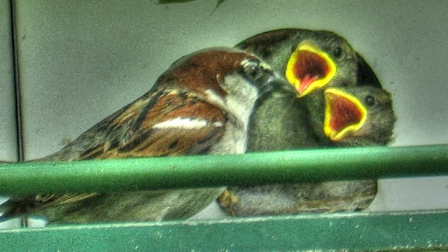 House Sparrows Feeding Babies in Nest