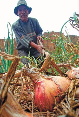 Economía Agrícola: Productor rural podrá acceder a créditos con Fondo