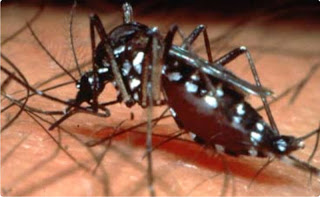 Aedes Aegypti Mosquitoes