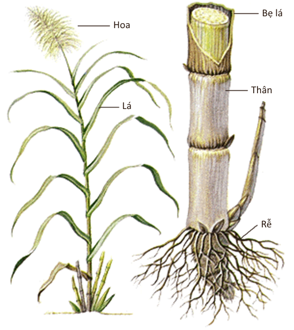 Урок Биологии - Многолетние травянистые растения
