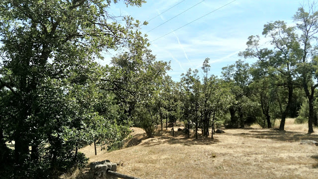 Quercus pyrenaica Willd. (melojo). Melojar (Sierra de Guadarrama).