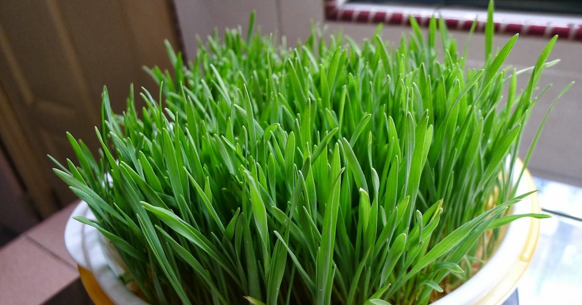 50+ Small Indoor Grass Plants