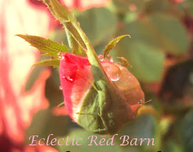 Variegated Pink Rose Bud