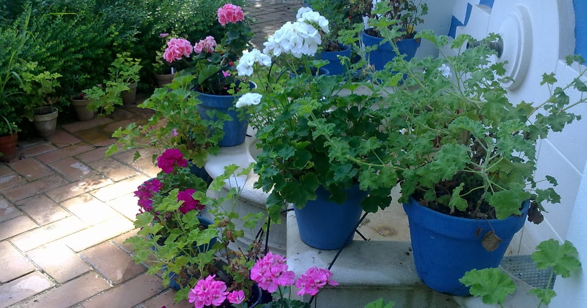 Entre patios y plantas: Que plantas poner en el interior de mi casa