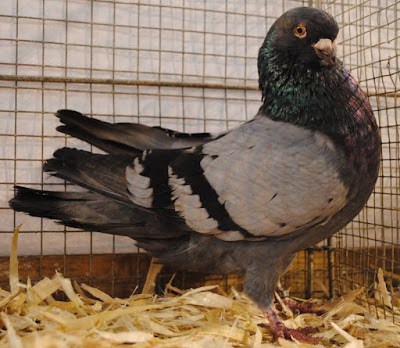 portuguese pigeons - utility pigeons