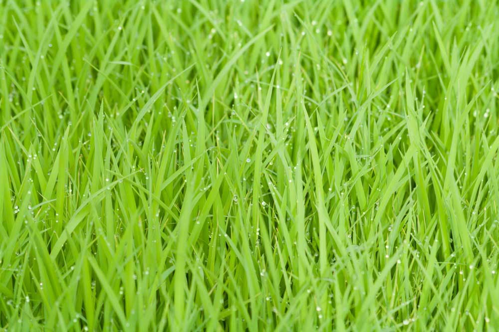 green grass