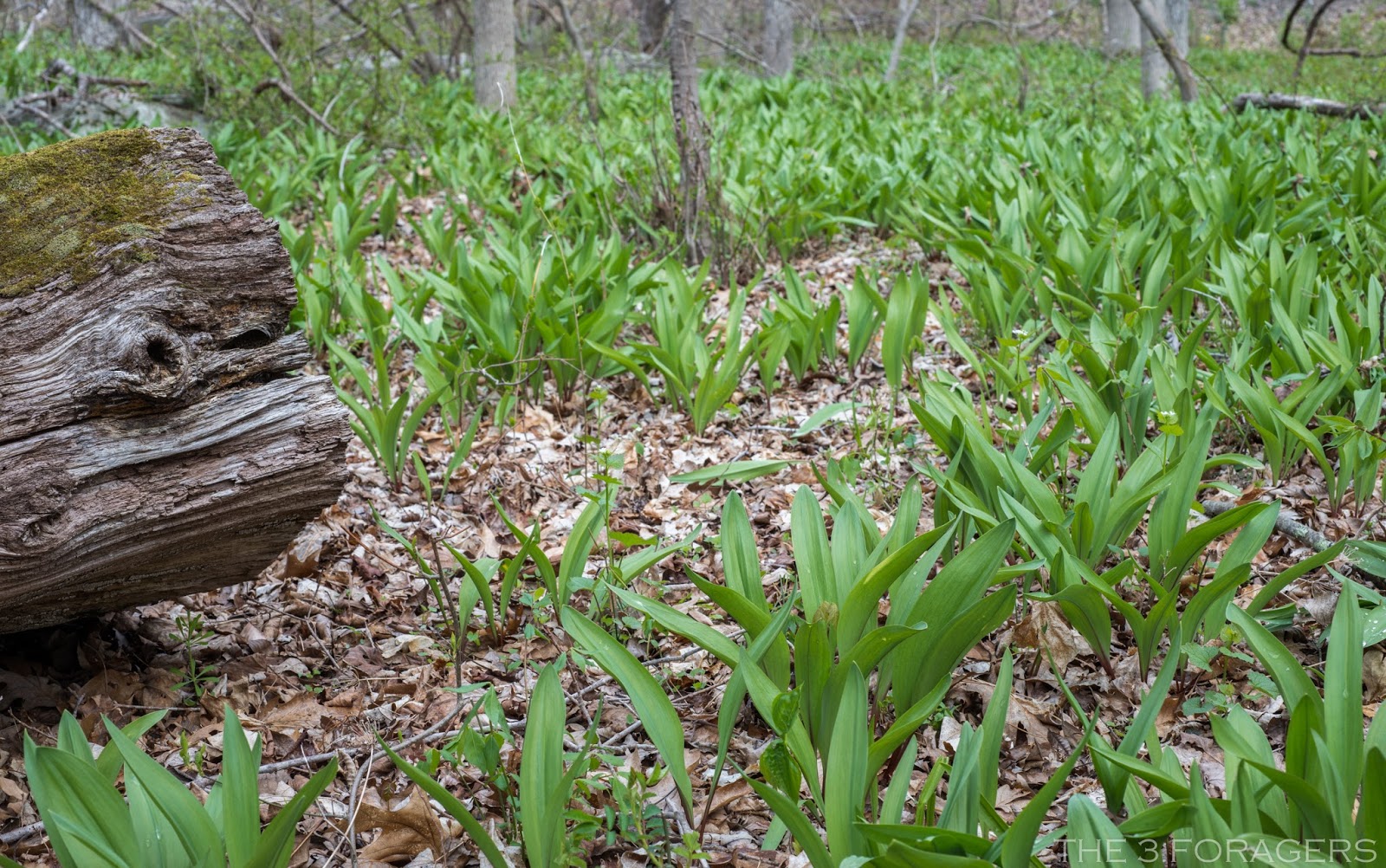 The 3 Foragers Foraging for Wild, Natural, Organic Food Ramps Recipe