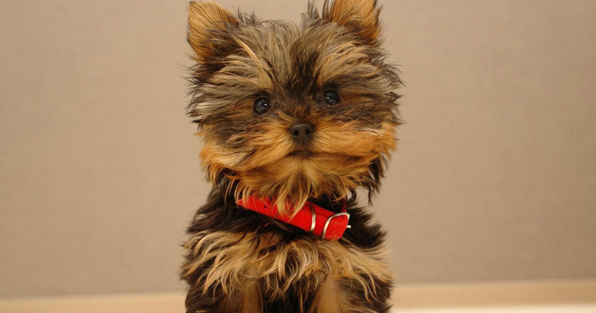 Yorkie Wallpaper High Quality Desktop, iphone and android - Background