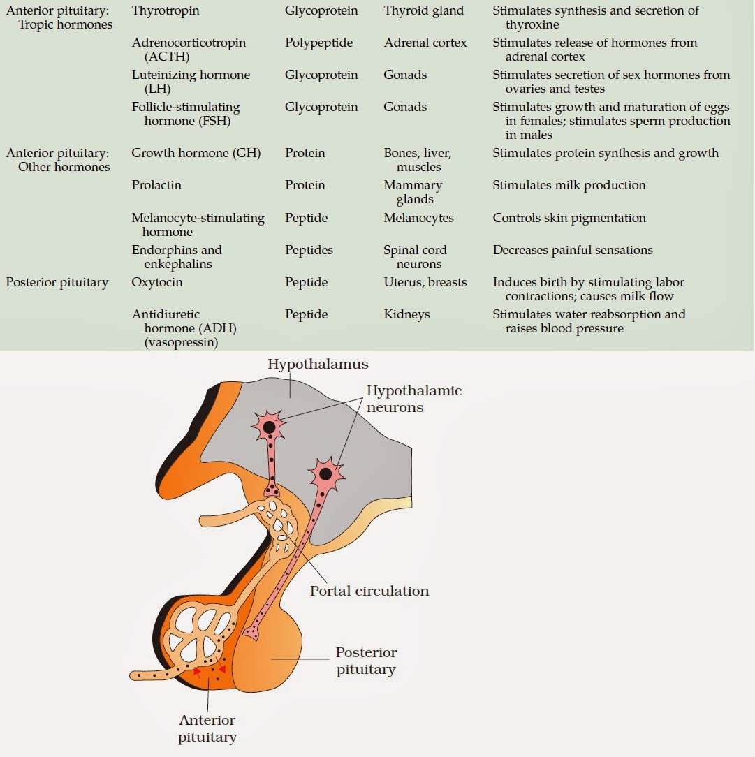 Biology Learnspot The Pituitary Gland Hormones