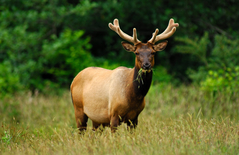 Asian Elk 51