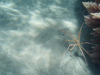 Lanzett-Gespensterkrabbe © Canarian Sea