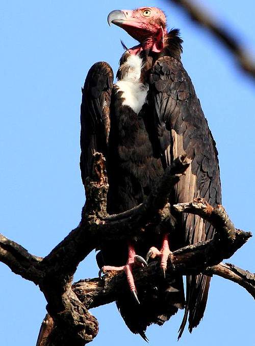 Indian birds - Image of Red-headed vulture - Sarcogyps calvus