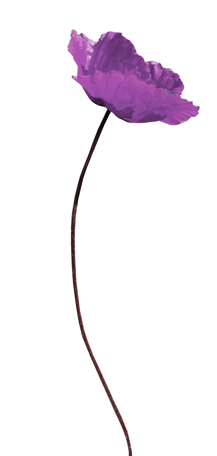 Flor violeta png