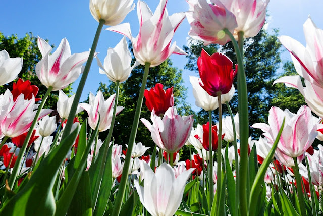 ( ) keukenhof-19.jpg