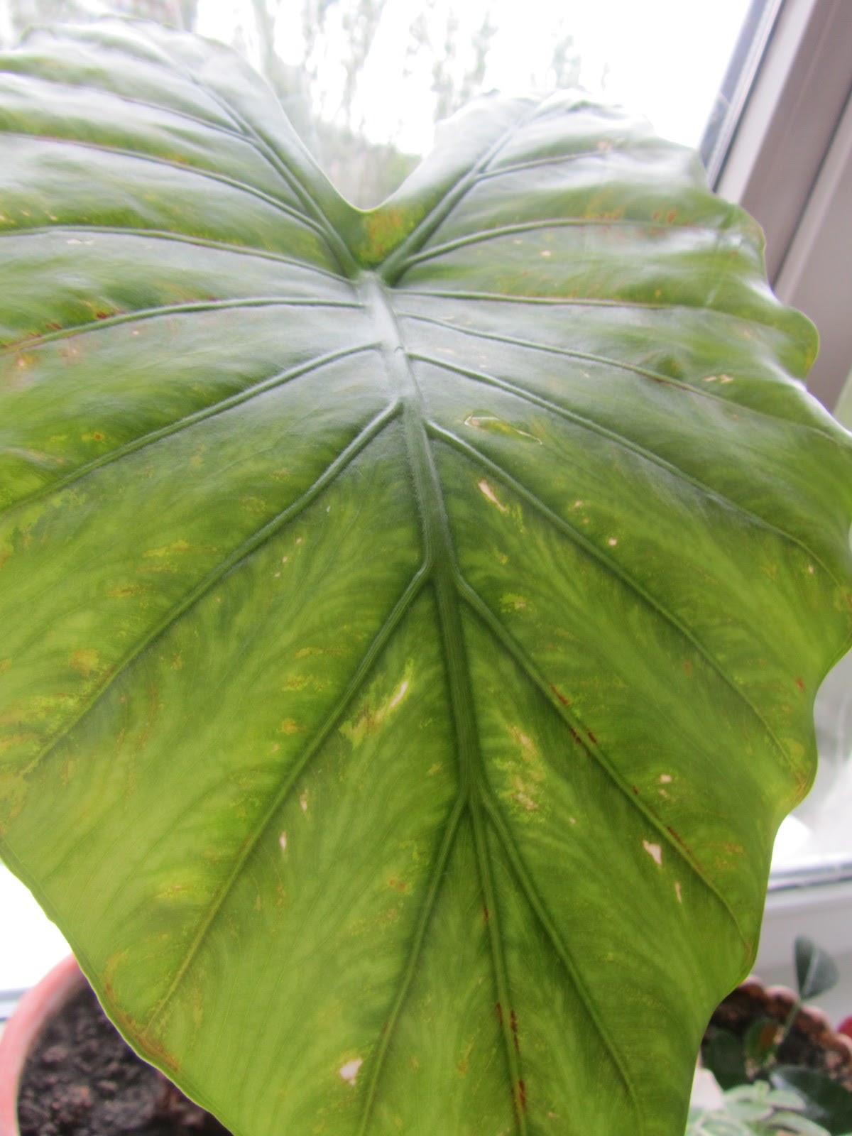 Почему желтеют листья алоказии. Алоказия полли болезни. Алоказия полли желтые пятна. Алоказия полли желтые пятна. Гибнет алоказия.