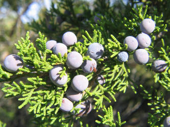 Juniperus ashei y su relacion con la fauna en peligro Cedro de montaña
