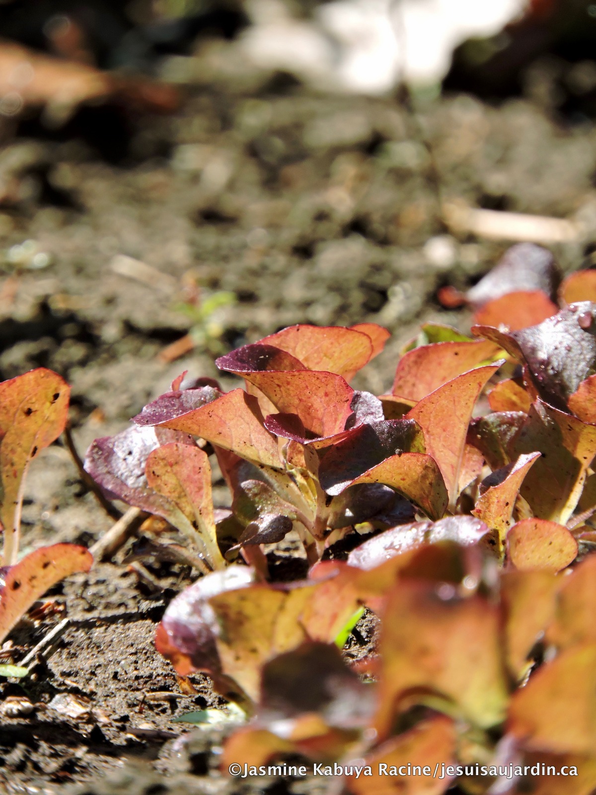 Belles Sauvages Et Plus Mahonia Aquifolium Bientot Prunes