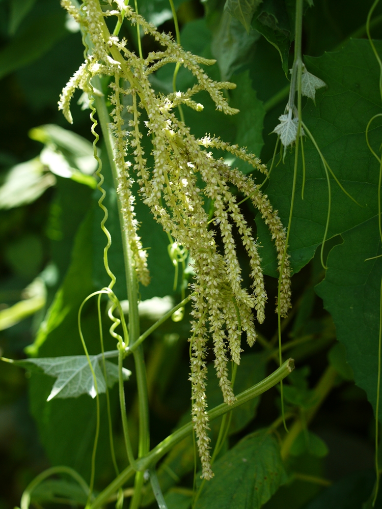 Tanamsendiri Com Grow Your Own Gambar Hari Ini Bayam Ekor Kuda