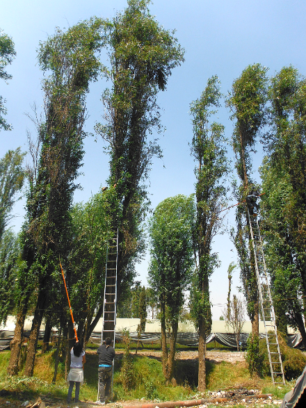 Bienvenidos!!!!! ~ El MUÉRDAGO EN XOCHIMILCO