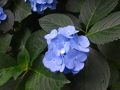 最高のコレクション 梅雨 紫陽花 写真 フリー 372006