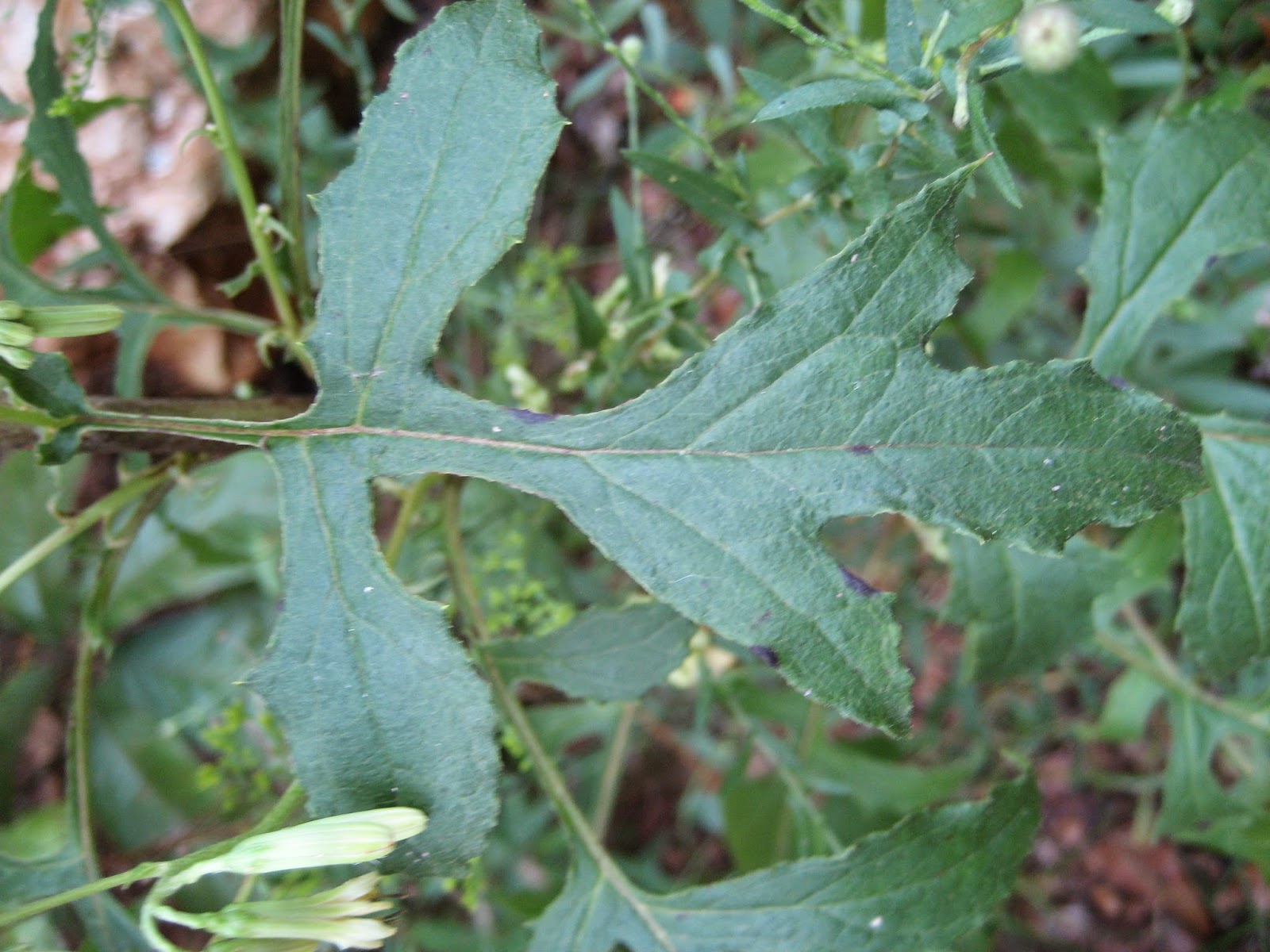 Discovering His Creation: White rattlesnake-root, White lettuce