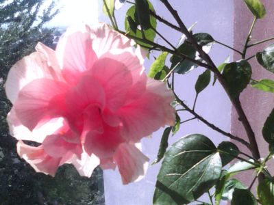 Floare de hibiscus