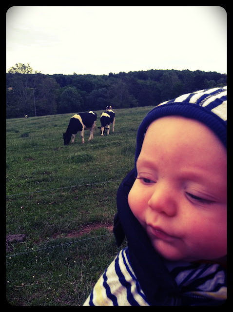 baby with cows