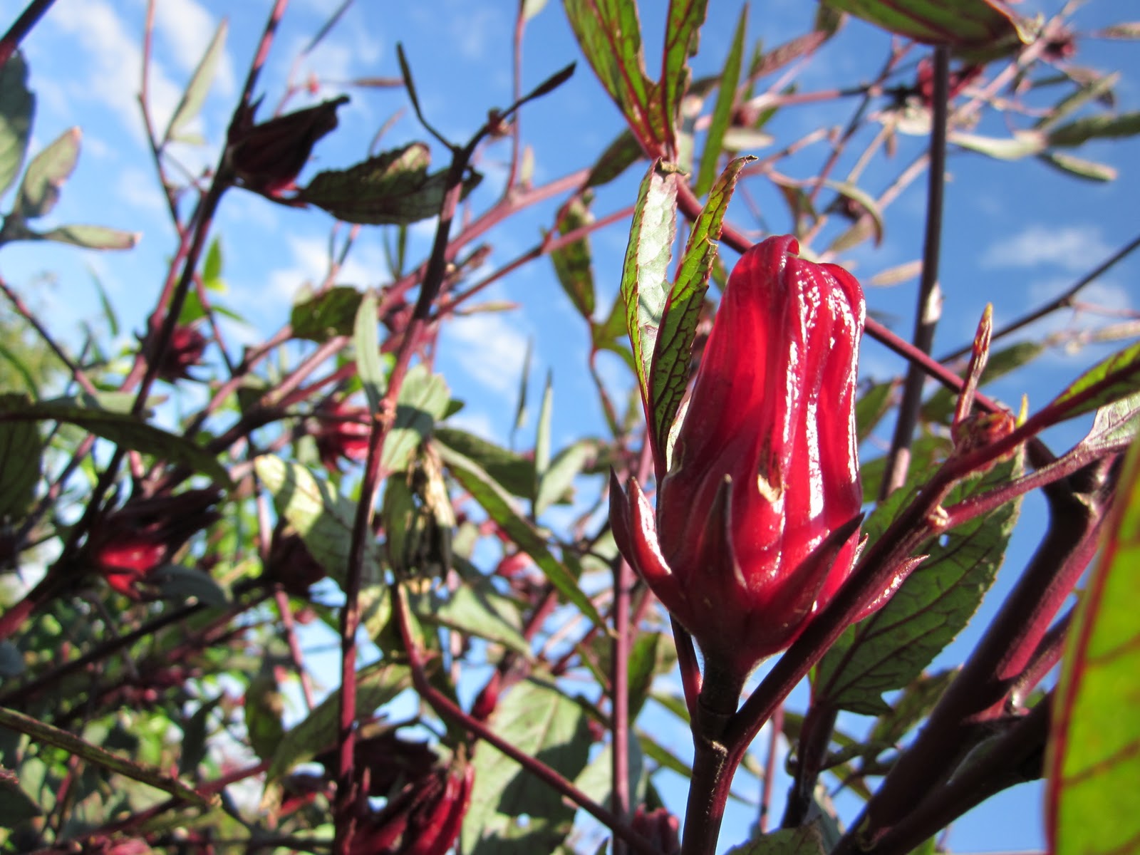 How to make Rosella (Roselle) Juice and Tea
