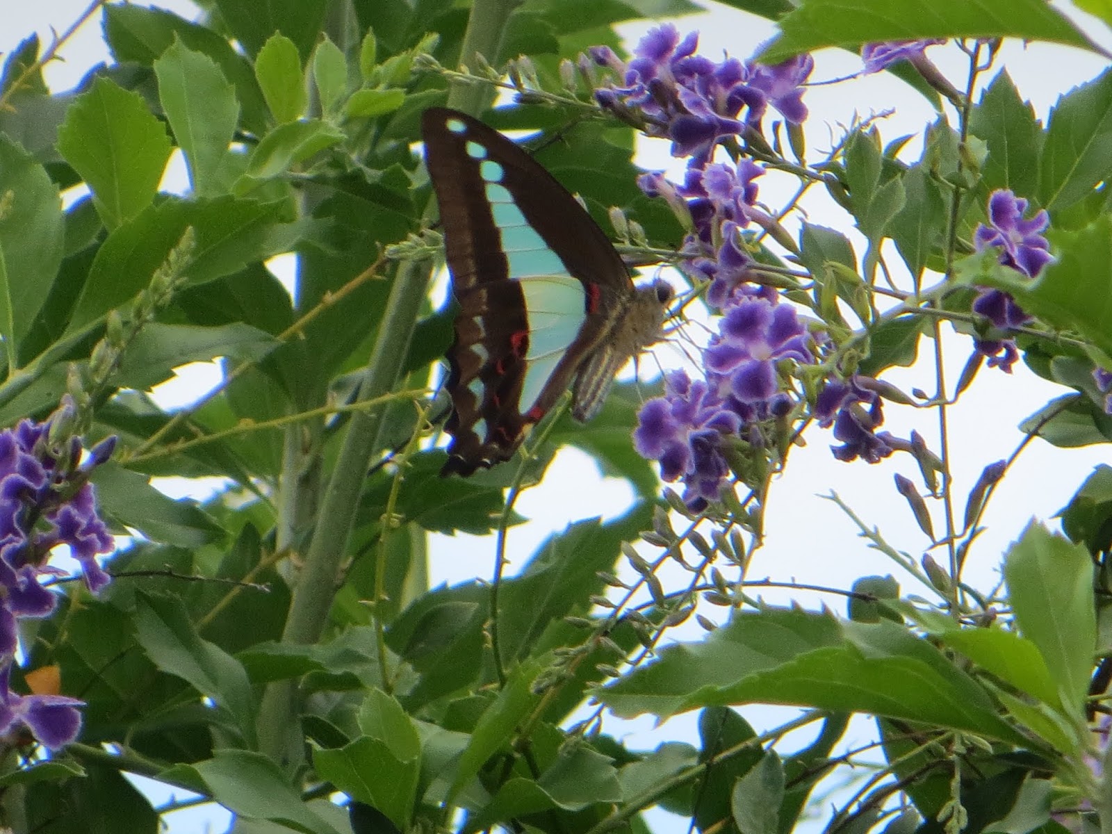 Growing With Plants How To Grow And Train A Wisteria Tree
