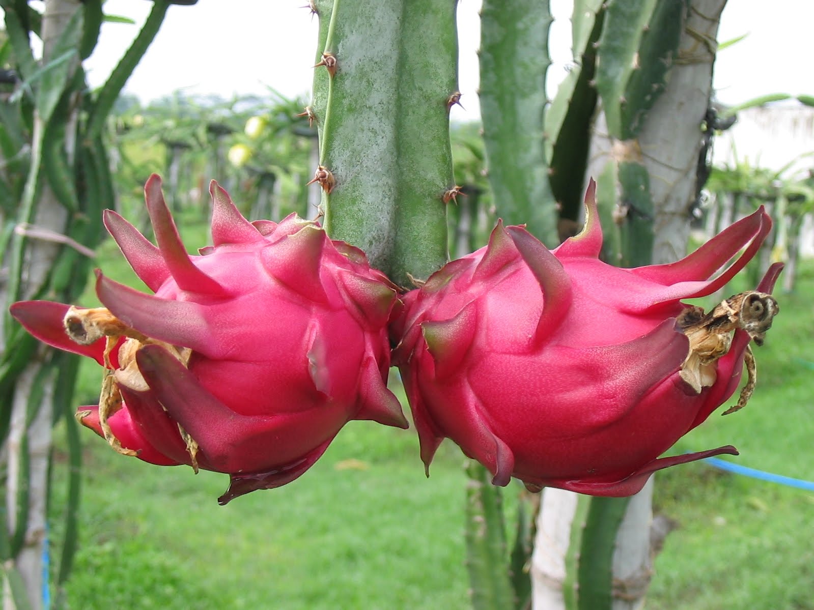 What is Dragon Fruit | Herbal Medicine and Nutrition