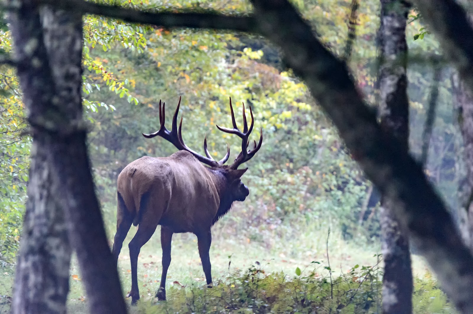Bubba's Garage Visiting the Cataloochee Valley to see Elk