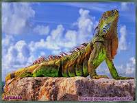 gambar iguana