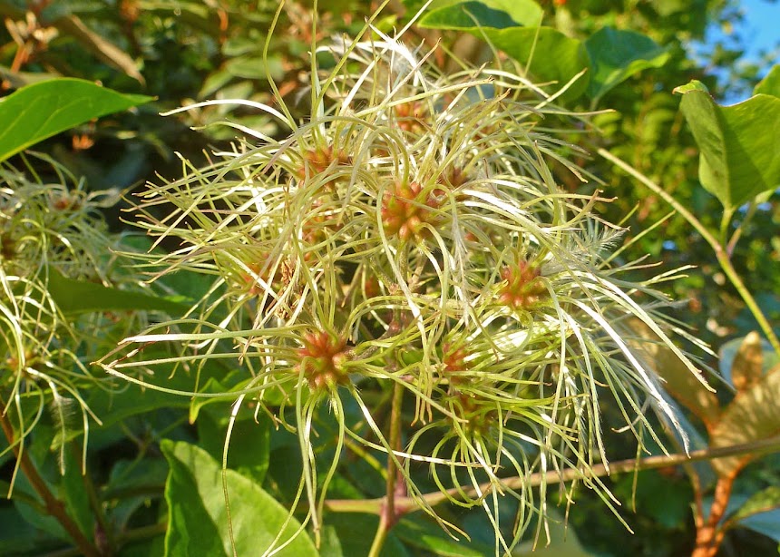 Living the life in Saint-Aignan: Clouds, flowers, and a Saint-Aignan brick