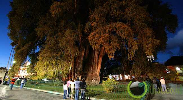 Árbol del Tule