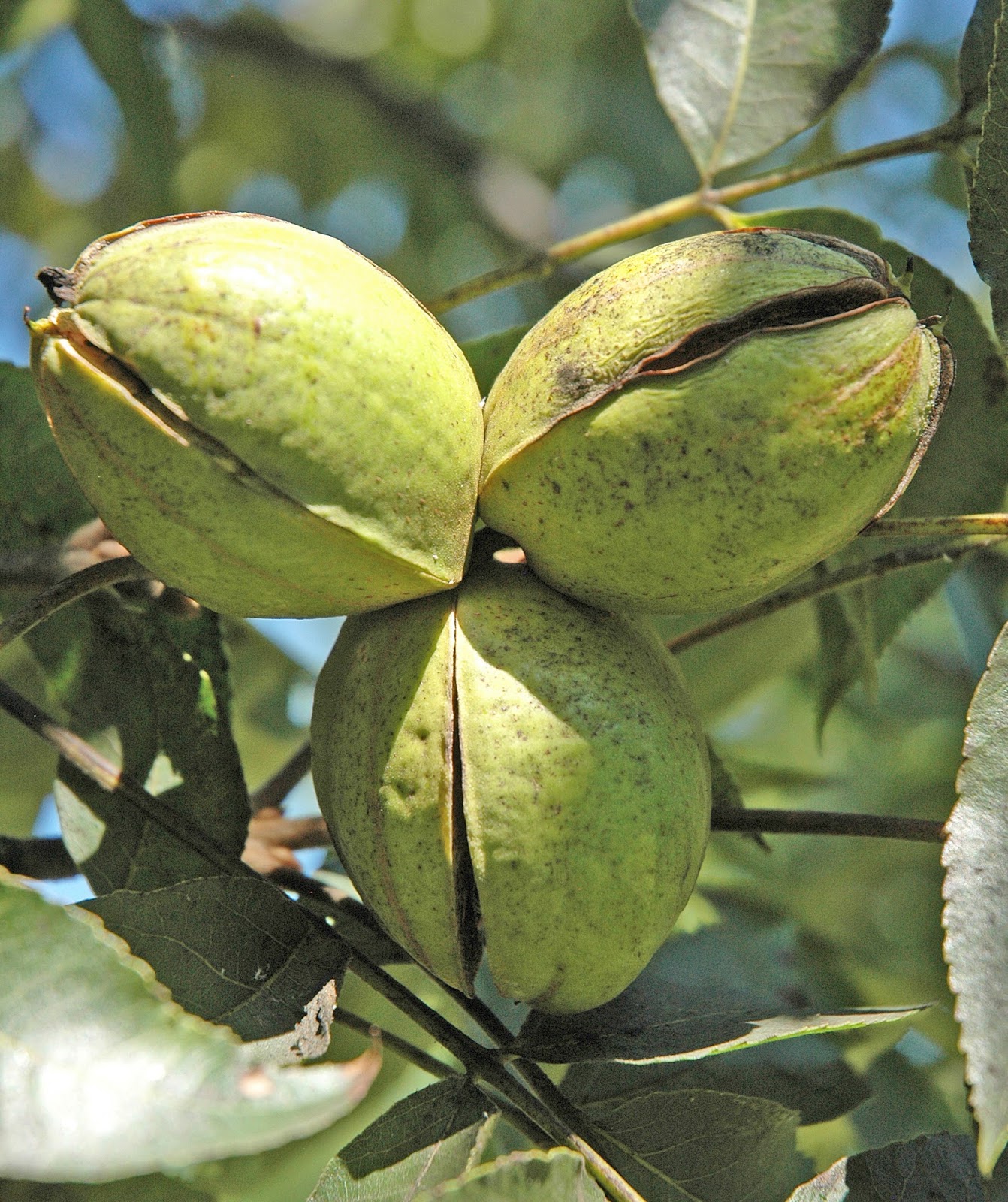 Northern Pecans Early ripening pecan cultivars splitting their shucks